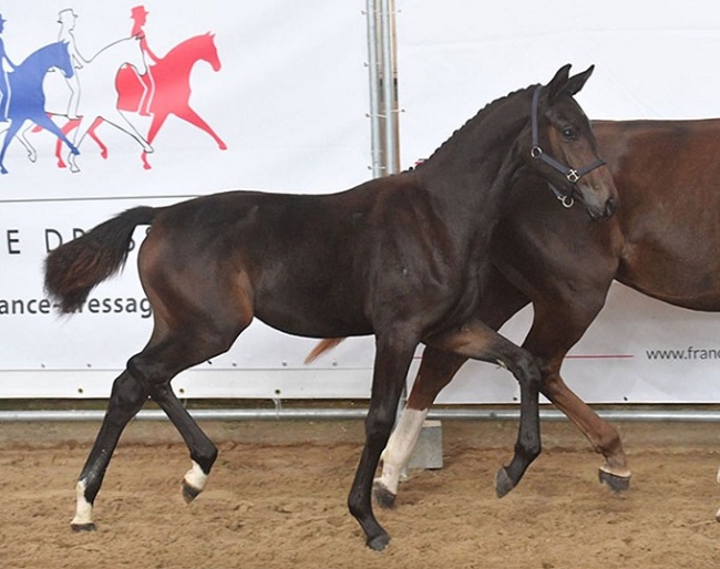Gucci de Hus (by Governor x Belissimo M) :: Photo © Les Garennes