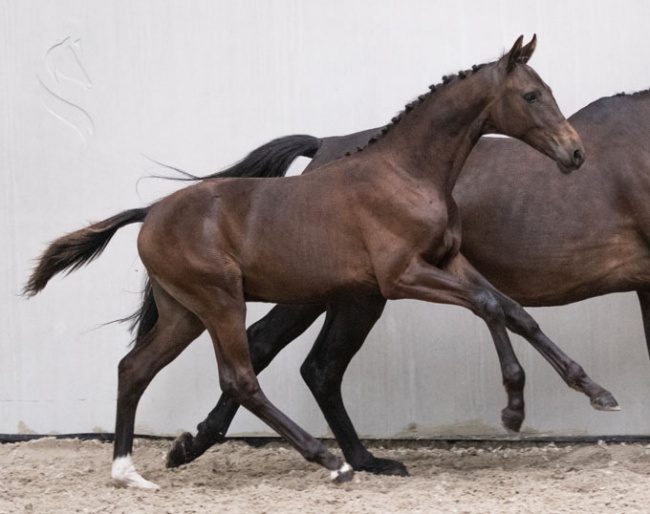 The granddam of Obi-Wan Kenobi F (by Deparon U.S.). brought the KWPN approved stallion and Grand Prix horse Olivi (by Jazz)