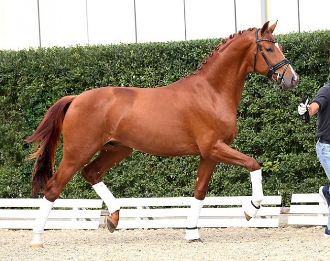 Versailles PS (by Vitalis x Furstenball x Sir Donnerhall)