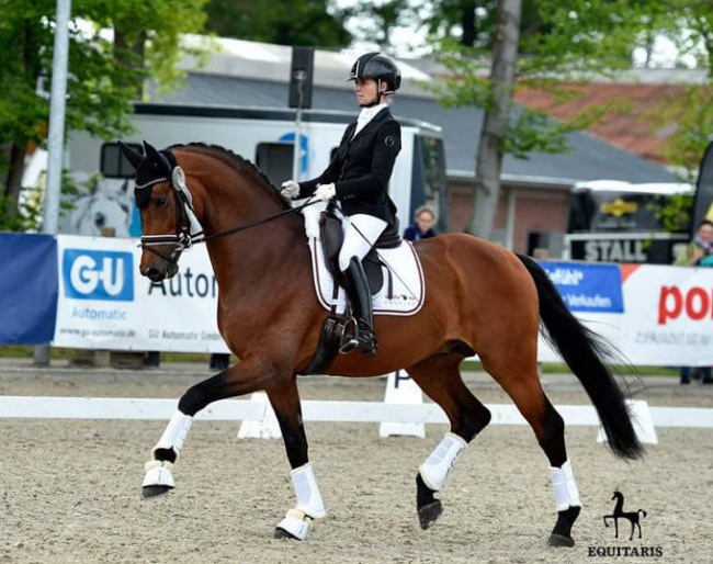 Ballando (by Benicio x Le Primeur) is one of the horses, who is going to the United States. Among many great results, he got a top placing at the 2019 German Bundeschampionat with Eva :: Photo © Equitaris