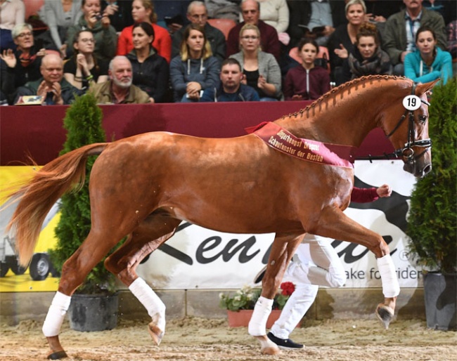 The Lord Loxley x Sir Donnerhall I champion of the 2019 DSP Stallion Licensing :: Photo © Björn Schroeder