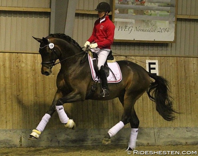 Atterupgaards Barcelo, High Scorer of the 2019 Danish Warmblood Autumn Stallion Performance Test :: Photo © Ridehesten