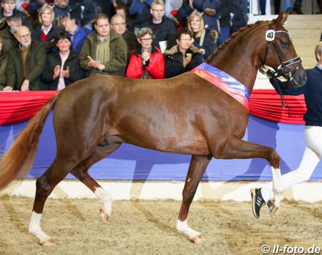 Bellany  (by Bon Coeur x De Niro), Champion of the 2019 Oldenburg Stallion Licensing :: Photo © LL-foto