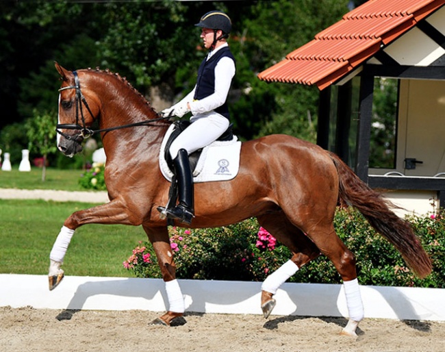 Dolcetto di Maggio (by Dimaggio x Santander H), full brother to the 2018 British WEG team bronze medal winning Dono di Maggio