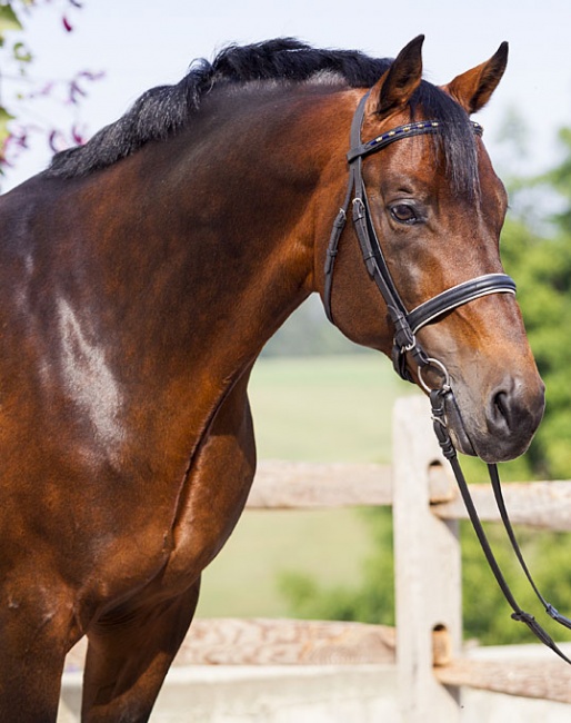 Keur stallion Sir Sinclair (by Lord Sinclair x Flemmingh) :: Photo © Terri Miller