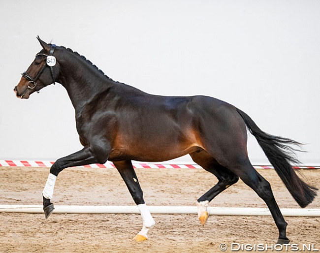 Mansion (by Totilas x Krack C) was the crowd favourite of the day at the pre-selection :: Photo © Digishots