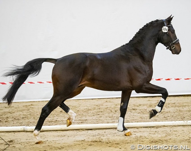 Mamorkus (by Ferdinand x Jazz) :: Photo © Digishots