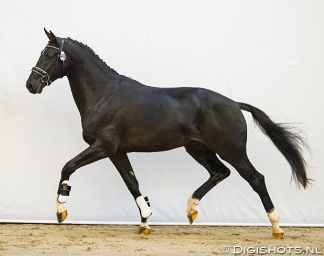Montano (by Toto Jr x Jazz) :: Photo © Digishots