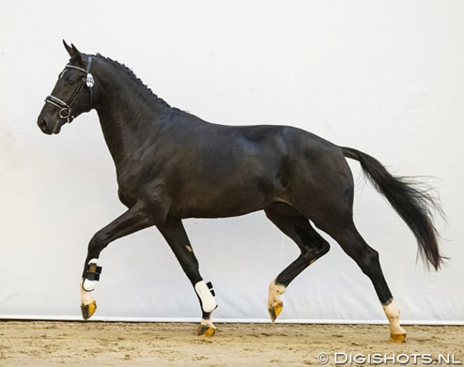 Montano (by Toto Jr x Jazz) :: Photo © Digishots