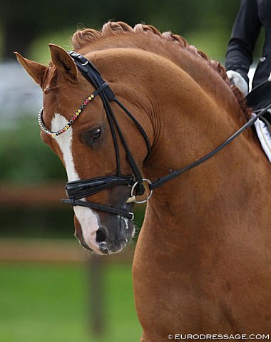 German A-team pony Kastanienhof's Cockney Cracker :: Photo © Astrid Appels