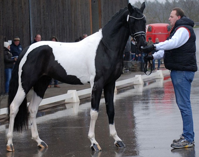 Classico Deluxe C presented on hard surface for the 2019 Zdpf Stallion Licensing