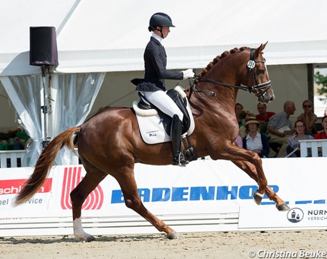 Damaschino, High Scorer of the 50-day Stallion Performance Test in Schlieckau :: Photo © Christina Beuke