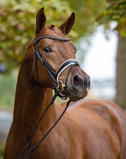 FILOU (by Feinrich x San Amour) - stallion, birn 2017 :: Foto © Guido Recki