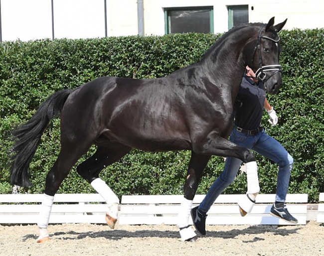 Grand D'Amour (by Grey Flanell x Don Frederic)