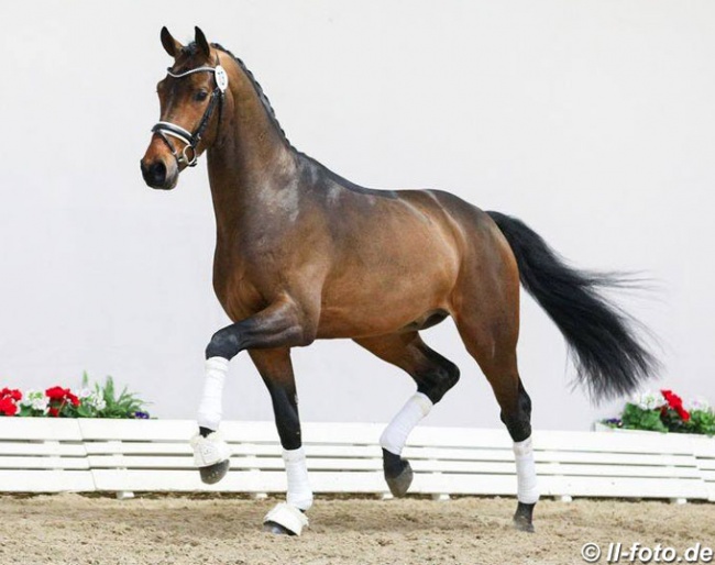 Colt by Fürstenball x  Ampere x Lauries Crusador xx :: Photo © LL-foto