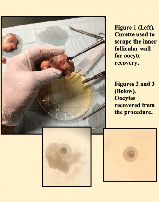 Harvesting ovaries post mortem