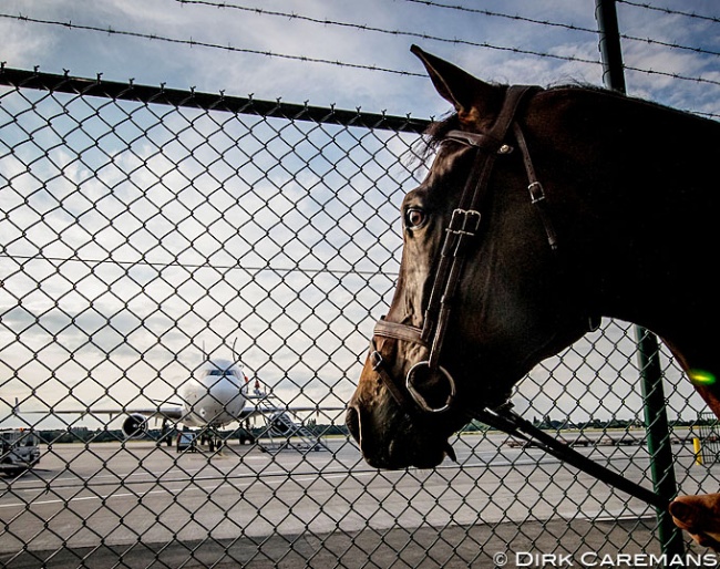 Horse looking at the cargo plane in Liège, Belgium, that will take it to the 2016 Olympics in Rio :: Photo © Dirk Caremans