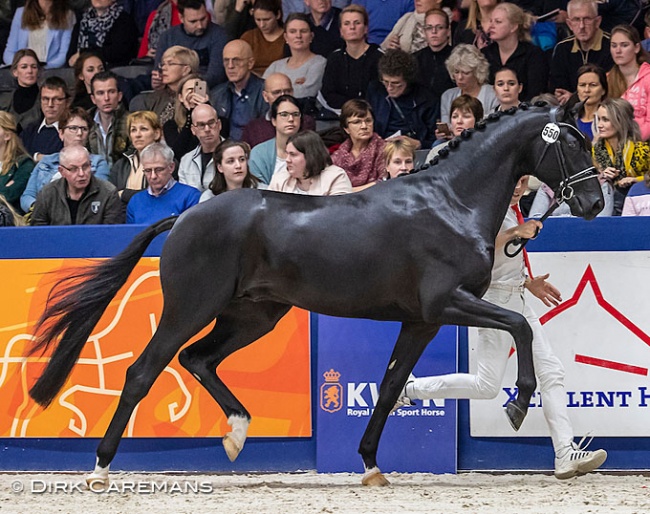 Newly Approved KWPN Colt Maclaren Sold to Denmark