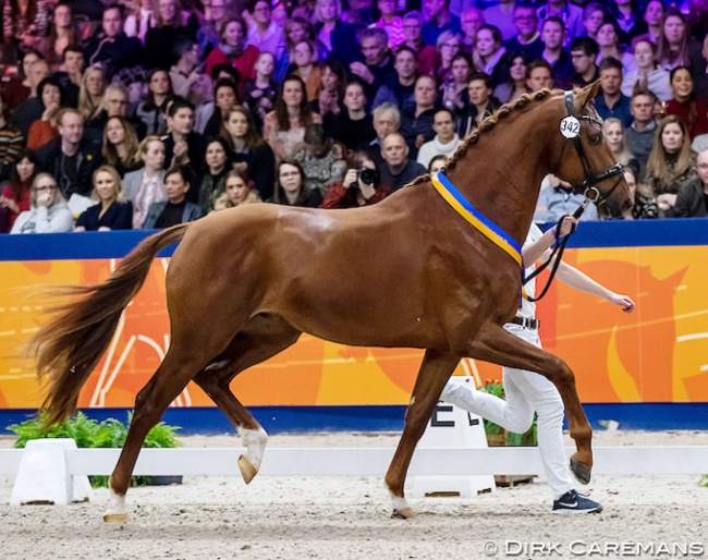 Mowgli V.O.D. (by Desperado x Jazz) at the 2020 KWPN Stallion Licensing :: Photo © Dirk Caremans