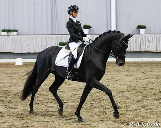 Eva Möller and Fürst Dior in the 2020 Munster Stallion Sport Test :: Photo © LL-foto