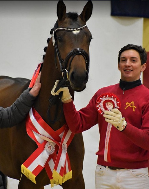 Traunstein K, champion of the 2020 Austrian Warmblood Stallion Licensing :: Photo © Pferdenews.eu