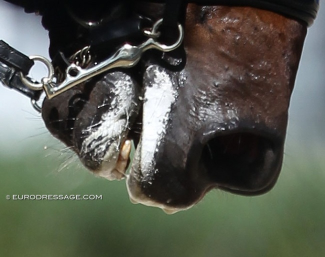 White sugar paste spread widely over a horse's lips :: Photo © Astrid Appels