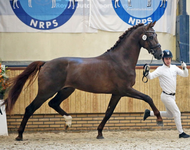 Licor (by Vivaldi x Charmeur) :: Photo © Sandra Nieuwendijk