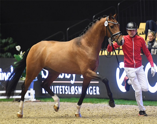 Danish bred Stenagers Ben Hur (by Borsalino x Florenciano) who became premium at the 2020 Danish Warmblood Stallion Licensing :: Photo © Ridehesten