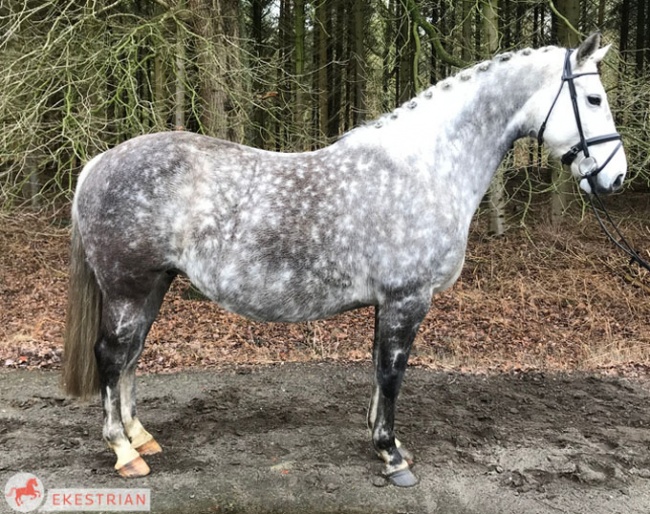 Broodmare Evita, the 3/4 sister of KWPN stallion Olivi. She is in foal to Koning