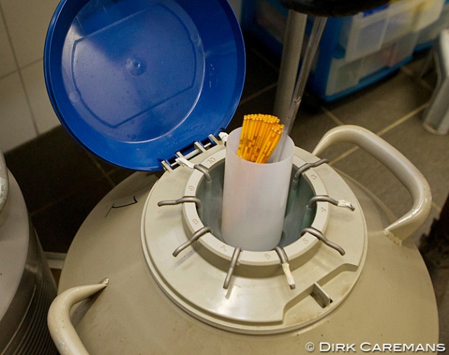 Semen straws in a container :: Photo © Dirk Caremans