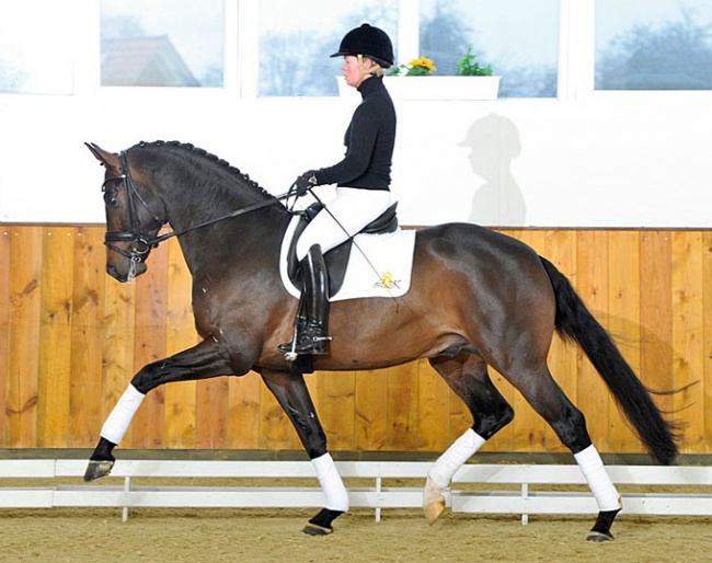 Tomahawk under Kira Wulferding in 2013 at the photo shoot for the 2013 Kathmann Stallion Catalogue