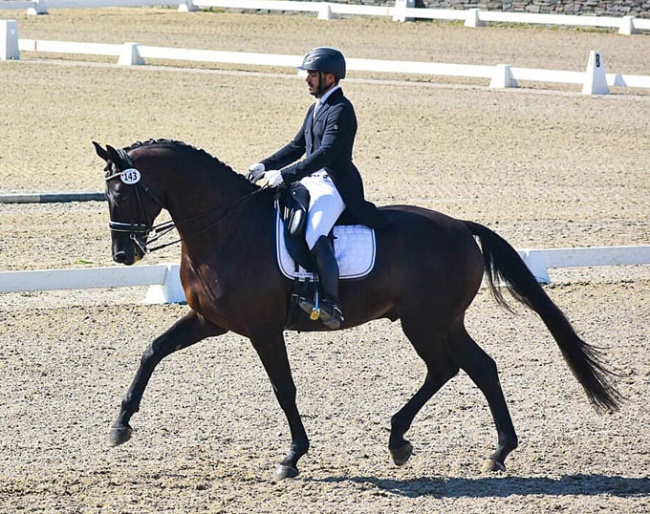 Vincent Flores and his 8-year old Selle Français Cramique Kerguelen (by Soliman x Rubinstein ) at the 2019 USDF Region 8 Championships in Sauguerties, NY