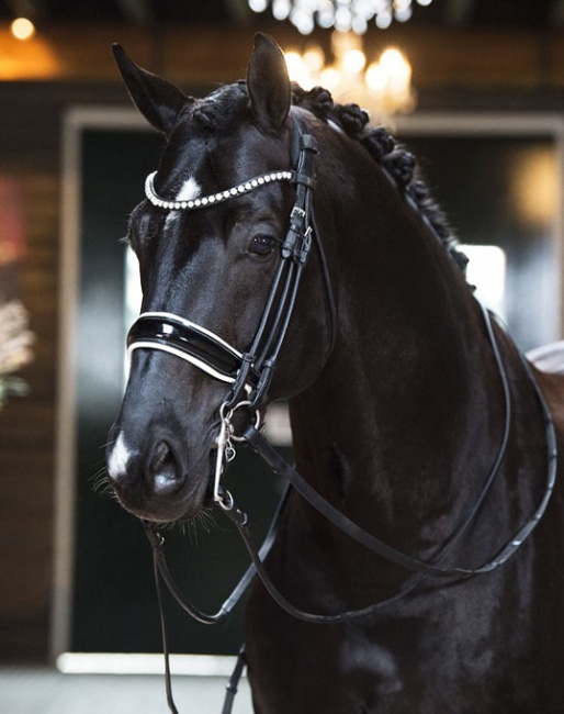 Excellent Black is part of the 2020 Excellent Dressage Sales Collection