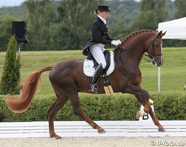 Tessa Frank and Fürst Nymphenburg at the 2013 Nurnberger Burgpokal Qualifier in Werder :: Photo © LL-foto