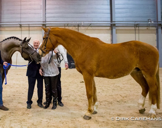 Maifleur with Joop and Maartje Hanse meeting son Valegro at the KWPN Stallion Licensing in February 2017 :: Photo © Dirk Caremans