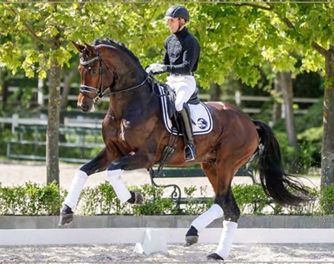 Francois - 6-year old Hanoverian by Franziskus x Brentano II x Weltmeyer :: Photo (c) Anett Somogyvari