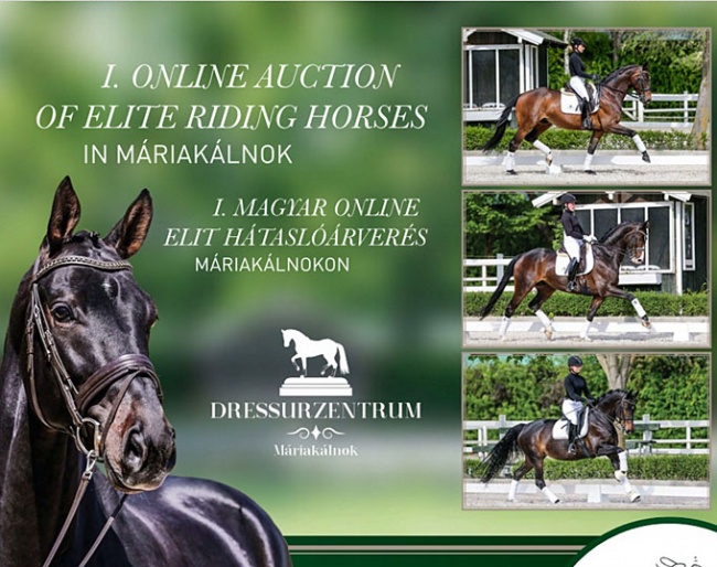 1st Online Auction of Elite Riding Horses at Mariakalnok Dressage Center - 27 - 31 May 2020