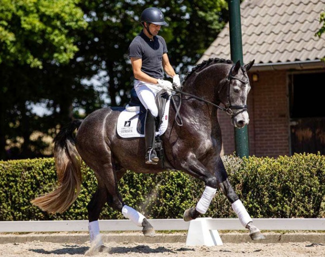 Maxs-H, 3-year old gelding by Glamourdale x Gribaldi x Uniform