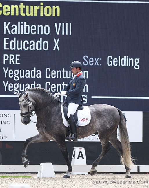 Juan Manuel Galeano Cerezo and Truco de Centurion on 2019 World Young Horse Championships :: Photo © Astrid Appels