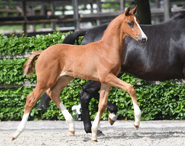 Grevens Fakir (by Blue Hors Farrell x Jazz x Gribaldi) 