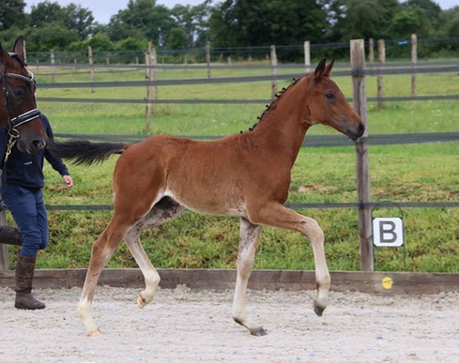 LOT 10 - Fasino x Rhondeo x De Niro