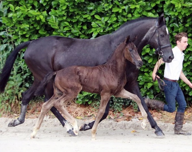 Colt by Secret x Negro