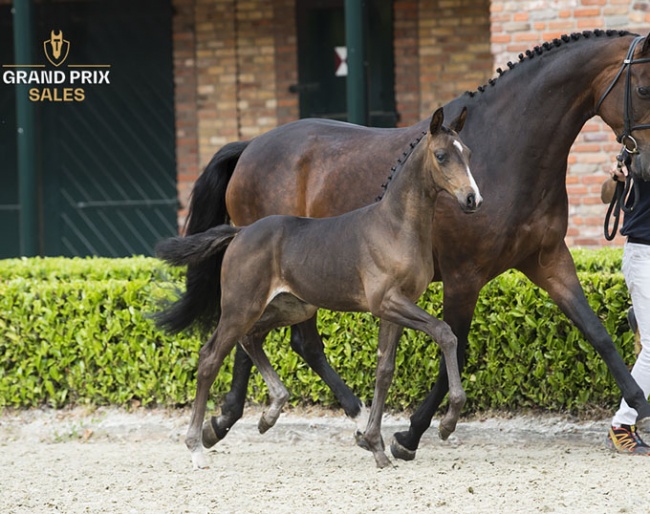 Princes van de Wimphof (Escamillo x Riccione)