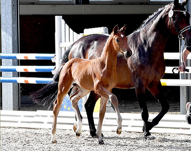 Fynchessa (by Fynch Hatton x Don Bosco) - closely related to Carola Koppelmann's Nurnberger Burgpokal winner and Grand Prix horse Comic Hilltop FRH