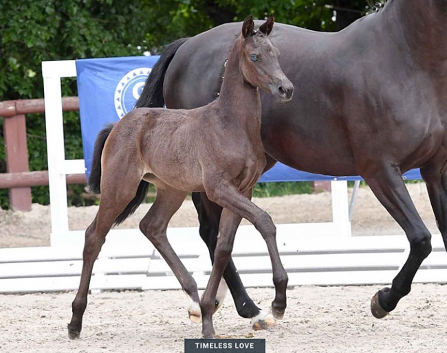Timeless Love (by Totilas x Florencio x Rocher d'Or)
