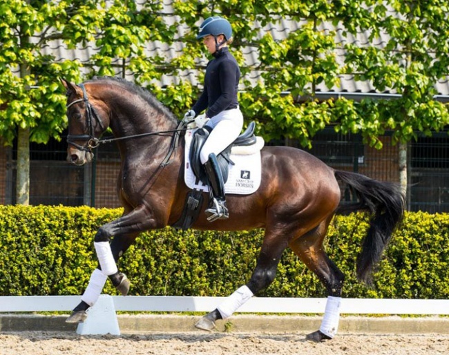 4-year old stallion Gregory (by George Clooney x Lord Leatherdale x Negro)