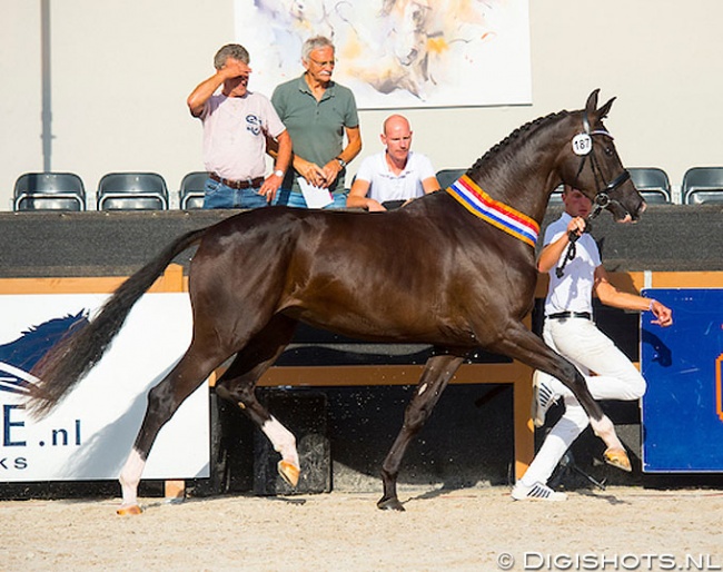 Kiss Me Set is the 2018 KWPN Mare Champion :: Photo © Digishots