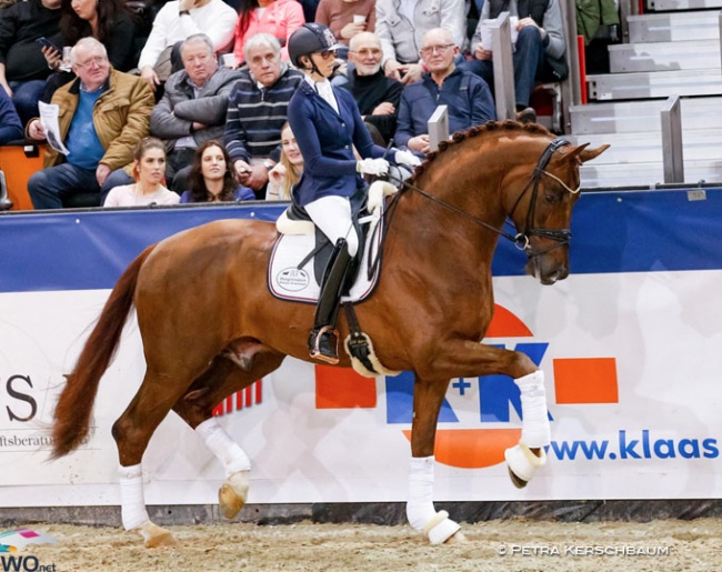 Vivat Rex at the Munster stallion show in January 2020 :: Photo © Petra Kerschbaum