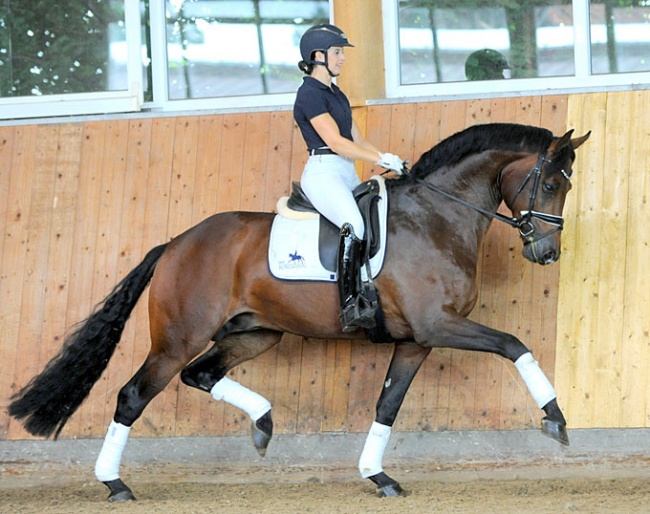 4-year old stallion About You (by AC/DC x Estobar). Unlimited potential!