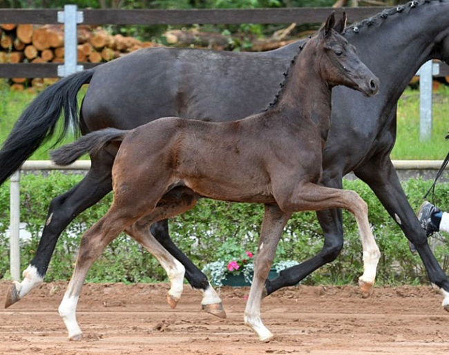 Da Vinci (by Don Royal x Bretton Woods) 